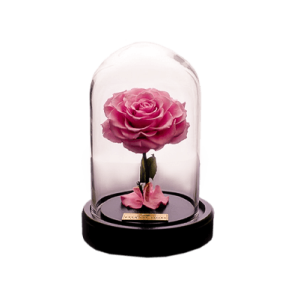 گل رز جاودان